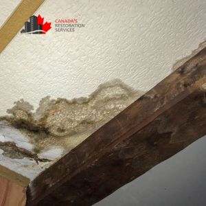 Why Book Inspection After DIY Leak Repair | Mold Removal CRS